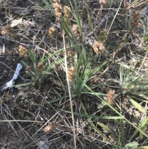 Plantago gaudichaudii at Tennent, ACT - 4 Dec 2022 04:49 PM