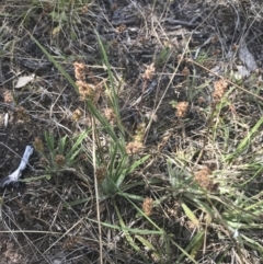 Plantago gaudichaudii at Tennent, ACT - 4 Dec 2022