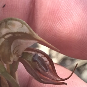 Oligochaetochilus hamatus at Tennent, ACT - 4 Dec 2022