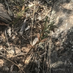 Oligochaetochilus hamatus at Tennent, ACT - 4 Dec 2022