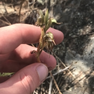 Oligochaetochilus hamatus at Tennent, ACT - 4 Dec 2022