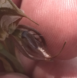 Oligochaetochilus hamatus at Tennent, ACT - 4 Dec 2022