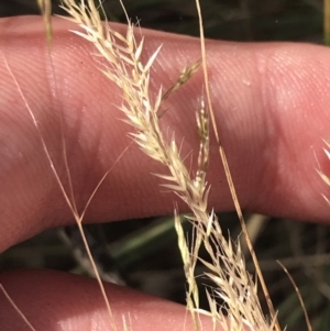 Lachnagrostis filiformis at Tennent, ACT - 4 Dec 2022 04:28 PM