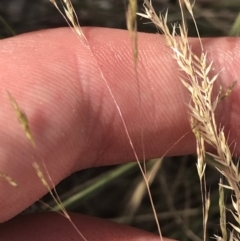 Lachnagrostis filiformis at Tennent, ACT - 4 Dec 2022 04:28 PM