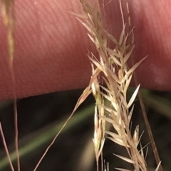 Lachnagrostis filiformis at Tennent, ACT - 4 Dec 2022