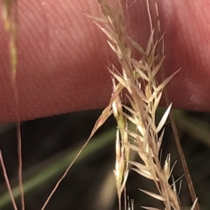 Lachnagrostis filiformis at Tennent, ACT - 4 Dec 2022 04:28 PM