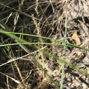 Lachnagrostis filiformis at Tennent, ACT - 4 Dec 2022