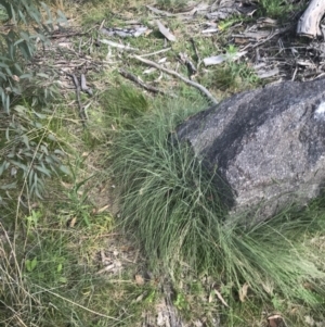 Poa sieberiana var. cyanophylla at Tennent, ACT - 4 Dec 2022