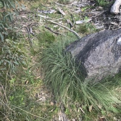 Poa sieberiana var. cyanophylla (Blue-leaved Snow-grass) at Tennent, ACT - 4 Dec 2022 by Tapirlord