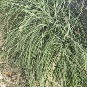 Poa sieberiana var. cyanophylla at Tennent, ACT - 4 Dec 2022