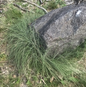 Poa sieberiana var. cyanophylla at Tennent, ACT - 4 Dec 2022