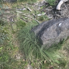 Poa sieberiana var. cyanophylla at Tennent, ACT - 4 Dec 2022