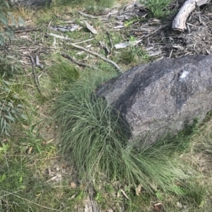 Poa sieberiana var. cyanophylla at Tennent, ACT - 4 Dec 2022