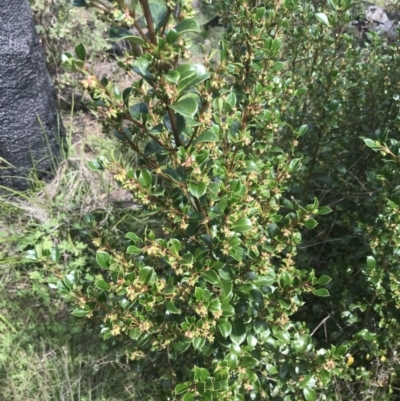 Coprosma hirtella (Currant Bush) at Tennent, ACT - 4 Dec 2022 by Tapirlord