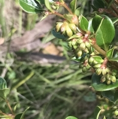 Coprosma hirtella at Tennent, ACT - 4 Dec 2022 03:24 PM