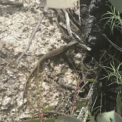 Liopholis whitii (White's Skink) at Namadgi National Park - 4 Dec 2022 by Tapirlord