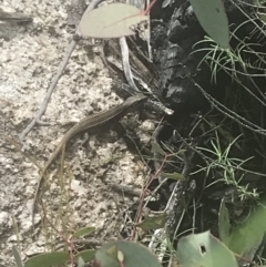 Liopholis whitii at Tennent, ACT - 4 Dec 2022 03:20 PM