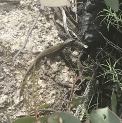 Liopholis whitii at Tennent, ACT - 4 Dec 2022 03:20 PM