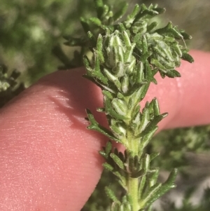 Olearia algida at Tennent, ACT - 4 Dec 2022