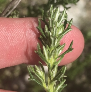 Olearia algida at Tennent, ACT - 4 Dec 2022 03:06 PM