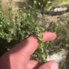 Olearia algida at Tennent, ACT - 4 Dec 2022 03:06 PM