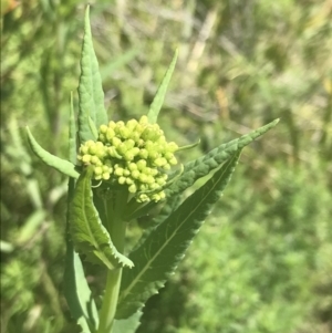 Senecio linearifolius var. latifolius at Tennent, ACT - 4 Dec 2022 02:55 PM