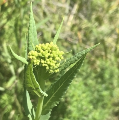 Senecio linearifolius var. latifolius at Tennent, ACT - 4 Dec 2022 by Tapirlord