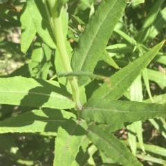 Senecio linearifolius var. latifolius at Tennent, ACT - 4 Dec 2022 02:55 PM