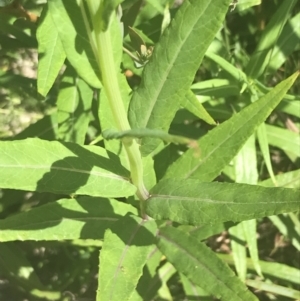 Senecio linearifolius var. latifolius at Tennent, ACT - 4 Dec 2022 02:55 PM