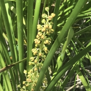 Lomandra filiformis subsp. filiformis at Tennent, ACT - 4 Dec 2022