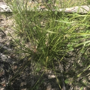 Lomandra filiformis subsp. filiformis at Tennent, ACT - 4 Dec 2022 02:54 PM