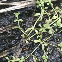 Callitriche stagnalis (Common Starwort) at Tennent, ACT - 4 Dec 2022 by Tapirlord