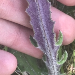 Senecio niveoplanus at Tharwa, ACT - 4 Dec 2022 02:06 PM