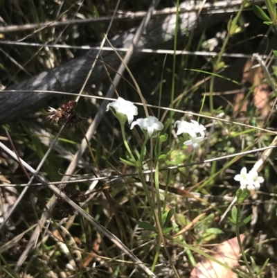 Asperula gunnii (Mountain Woodruff) at Tennent, ACT - 4 Dec 2022 by Tapirlord