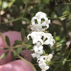 Asperula gunnii at Tennent, ACT - 4 Dec 2022