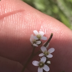 Cardamine paucijuga (Annual Bitter-cress) at Tharwa, ACT - 4 Dec 2022 by Tapirlord