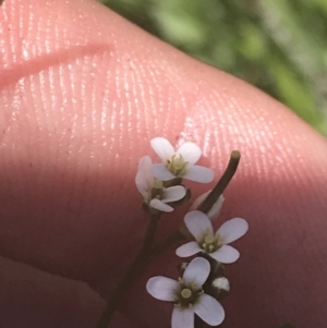 Cardamine paucijuga at Tharwa, ACT - 4 Dec 2022