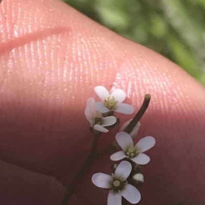 Cardamine paucijuga (Annual Bitter-cress) at Tharwa, ACT - 4 Dec 2022 by Tapirlord