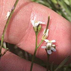 Cardamine paucijuga at Tharwa, ACT - 4 Dec 2022