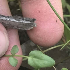 Cardamine paucijuga at Tharwa, ACT - 4 Dec 2022