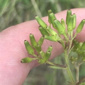 Senecio distalilobatus at Tennent, ACT - 4 Dec 2022 01:53 PM