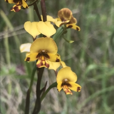 Diuris semilunulata (Late Leopard Orchid) at Tennent, ACT - 4 Dec 2022 by Tapirlord