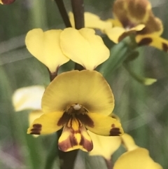 Diuris semilunulata at Tennent, ACT - suppressed