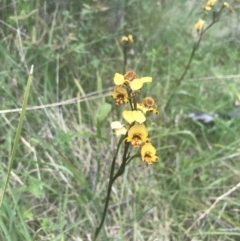 Diuris semilunulata at Tennent, ACT - suppressed