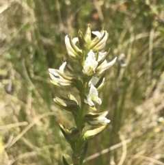 Prasophyllum stipatum (Summer Leek Orchid) at Tennent, ACT - 4 Dec 2022 by Tapirlord