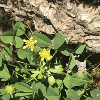 Ranunculus amphitrichus (Small River Buttercup) at Namadgi National Park - 4 Dec 2022 by Tapirlord