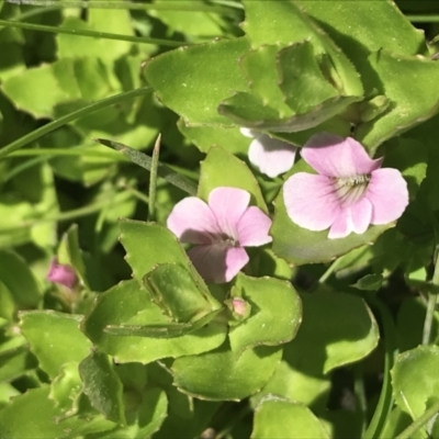 Gratiola peruviana (Australian Brooklime) at Tennent, ACT - 4 Dec 2022 by Tapirlord