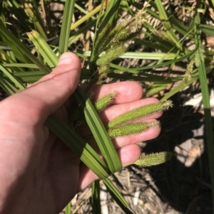 Carex fascicularis at Tennent, ACT - 4 Dec 2022 12:16 PM