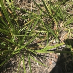 Carex fascicularis at Tennent, ACT - 4 Dec 2022