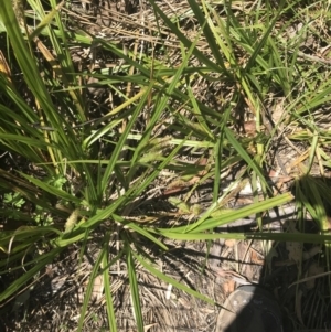 Carex fascicularis at Tennent, ACT - 4 Dec 2022